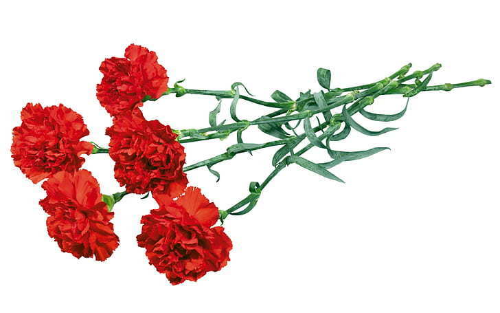 Carnation Sale